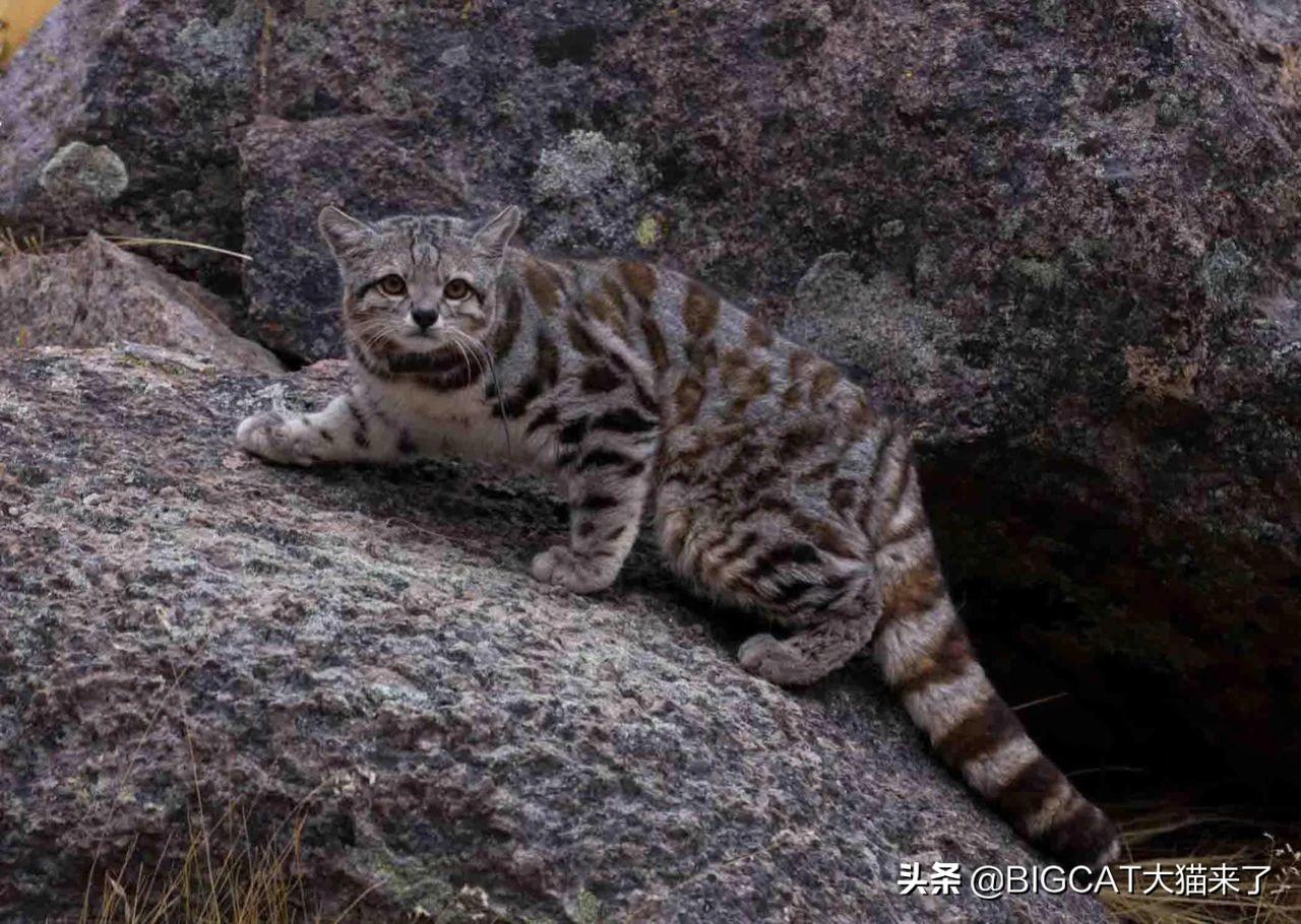 玩具虎猫繁殖基地，探索珍稀猫科动物的繁育与保护